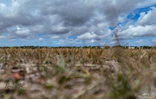 CELERY FIELD