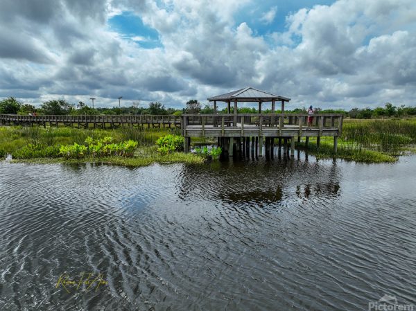 CELERY FIELD 8